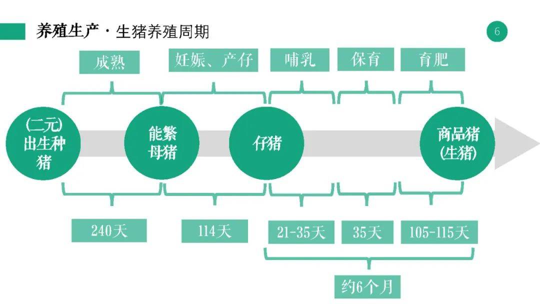 新奥天天免费资料大全,决策信息解析说明_Mixed55.831