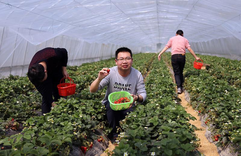 草莓种植全程直播，从播种到收获的细致观察之旅