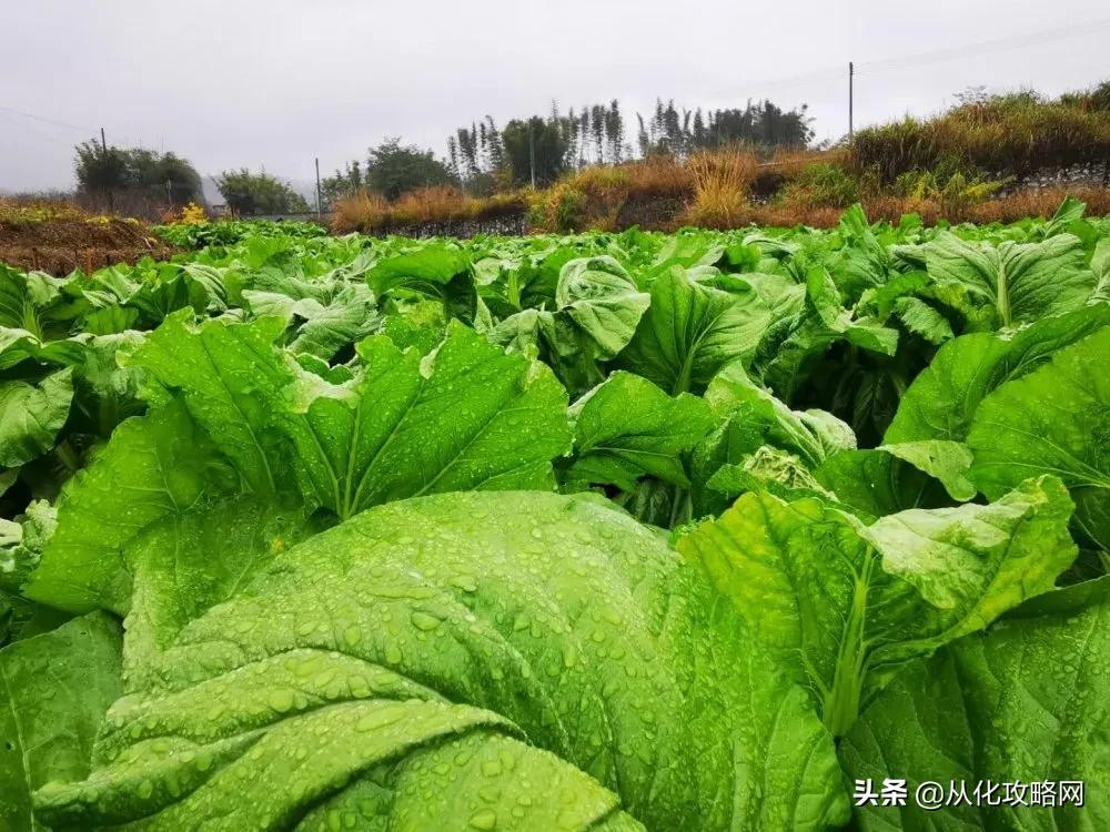 芥菜产业繁荣背后的科技与创新驱动力最新报道