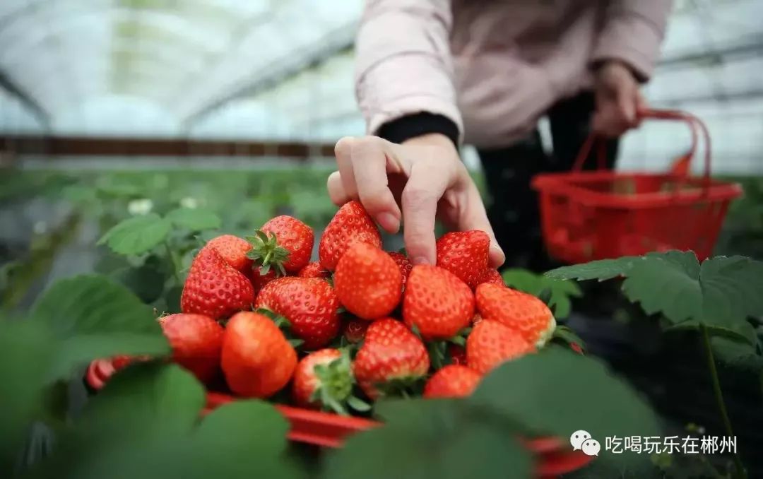 草莓产业最新动态，探索草莓吧的最新趋势与发展