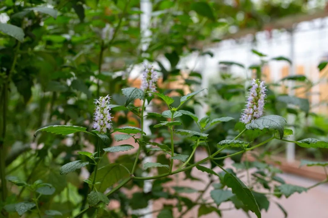 最新草药种植技术与方法探讨